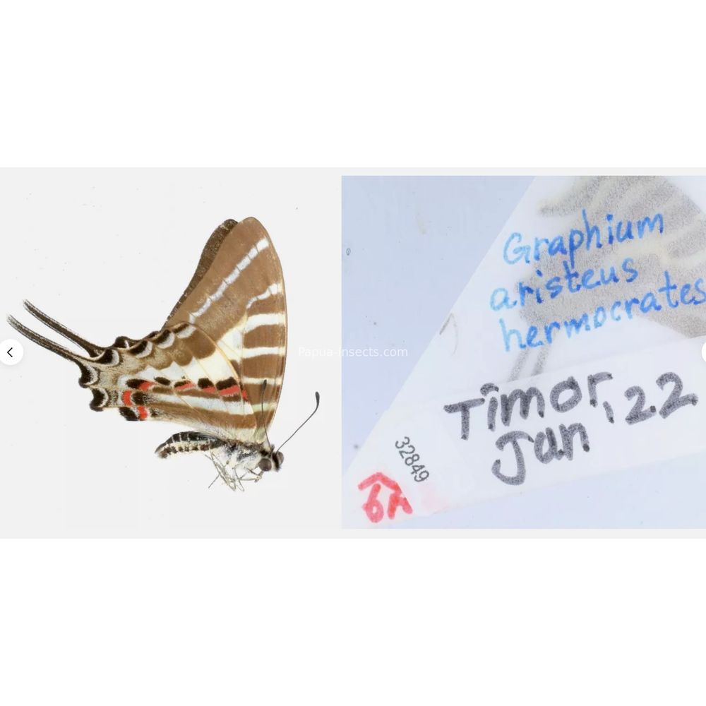 Different sp. of Graphium - Nymphalidae from different islads of Indonesia