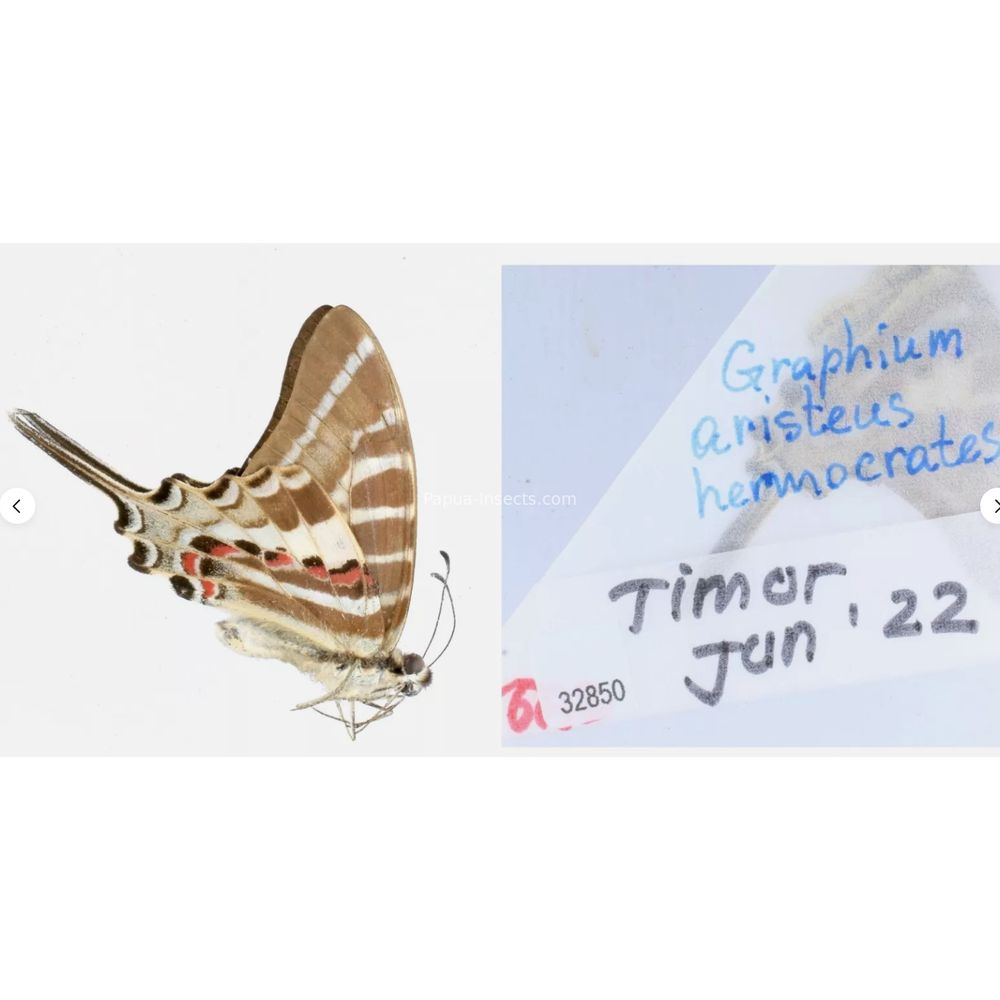 Different sp. of Graphium - Nymphalidae from different islads of Indonesia