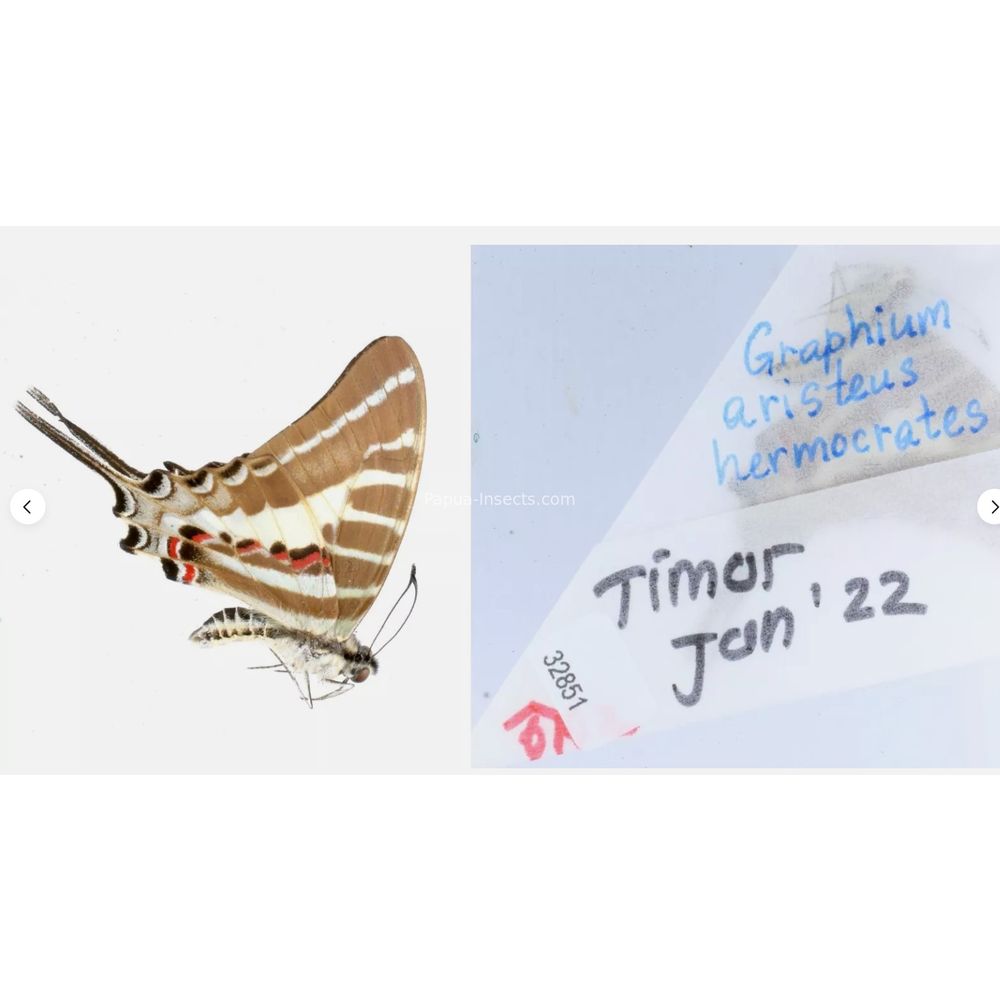 Different sp. of Graphium - Nymphalidae from different islads of Indonesia