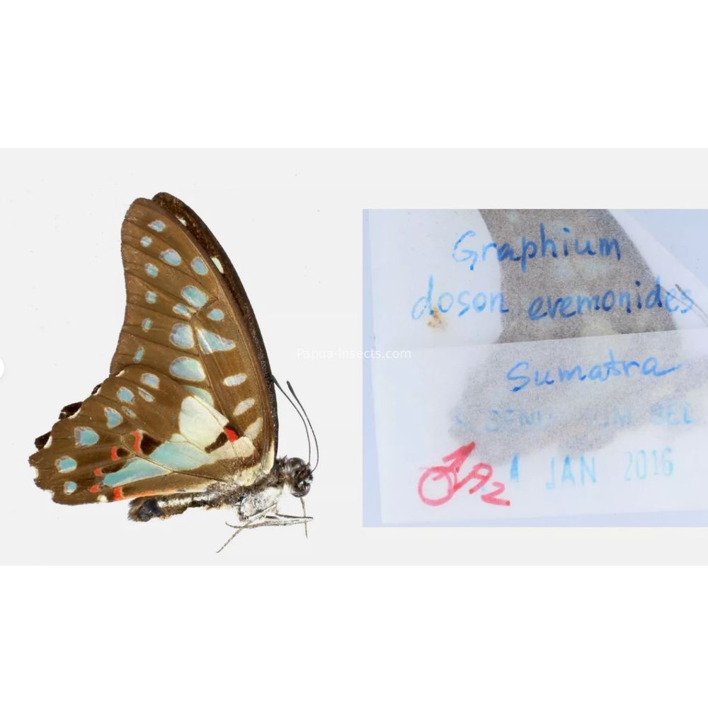 Different sp. of Graphium - Nymphalidae from different islads of Indonesia