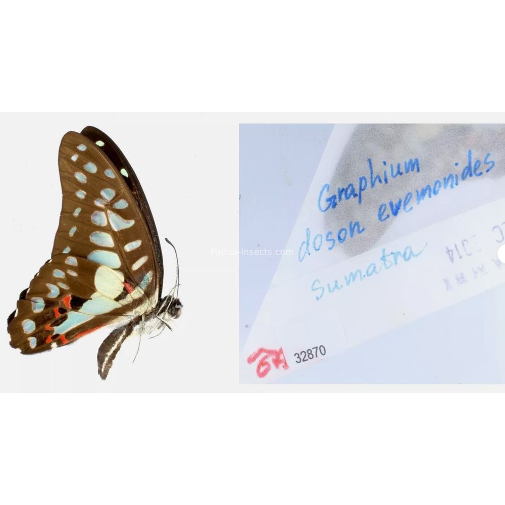 Different sp. of Graphium - Nymphalidae from different islads of Indonesia