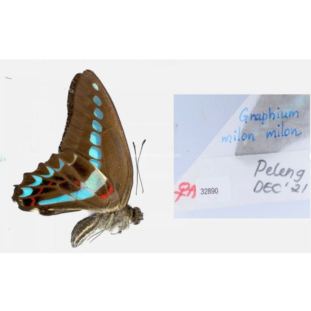 Different sp. of Graphium - Nymphalidae from different islads of Indonesia