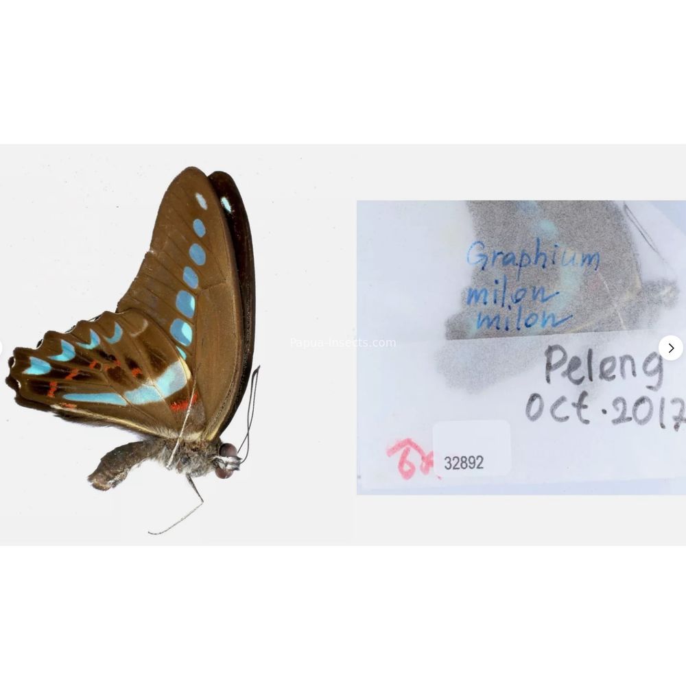 Different sp. of Graphium - Nymphalidae from different islads of Indonesia