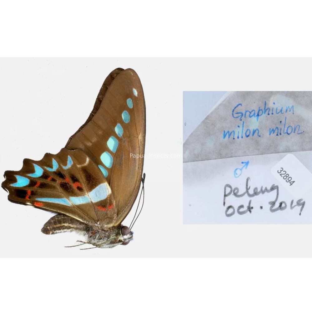 Different sp. of Graphium - Nymphalidae from different islads of Indonesia