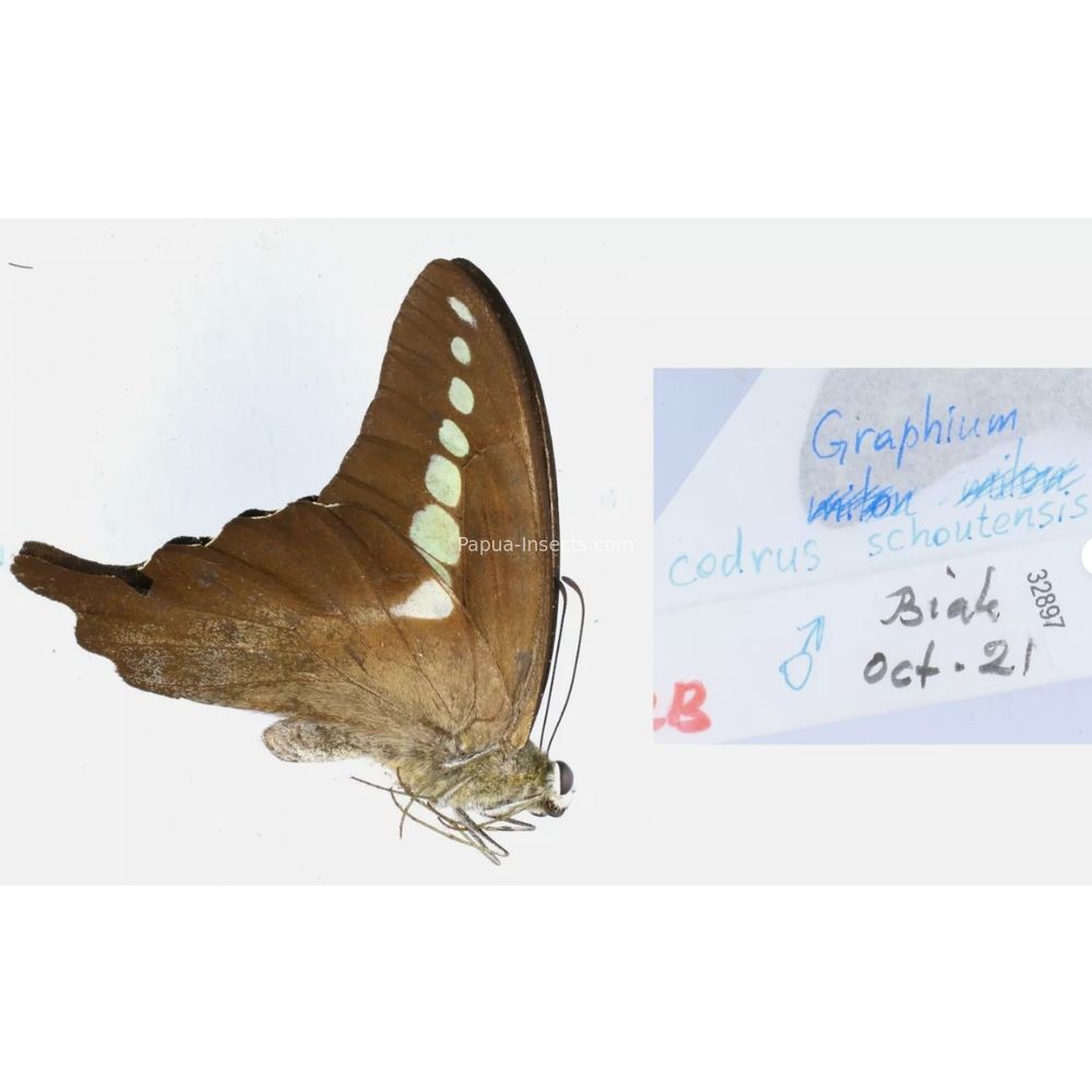 Different sp. of Graphium - Nymphalidae from different islads of Indonesia