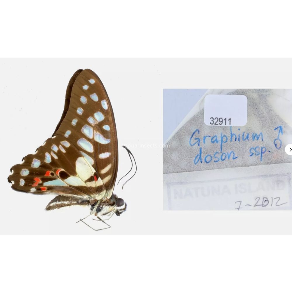 Different sp. of Graphium - Nymphalidae from different islads of Indonesia