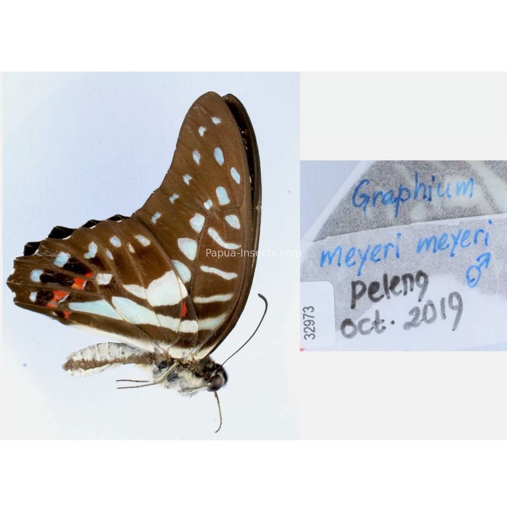 Different sp. of Graphium - Nymphalidae from different islads of Indonesia