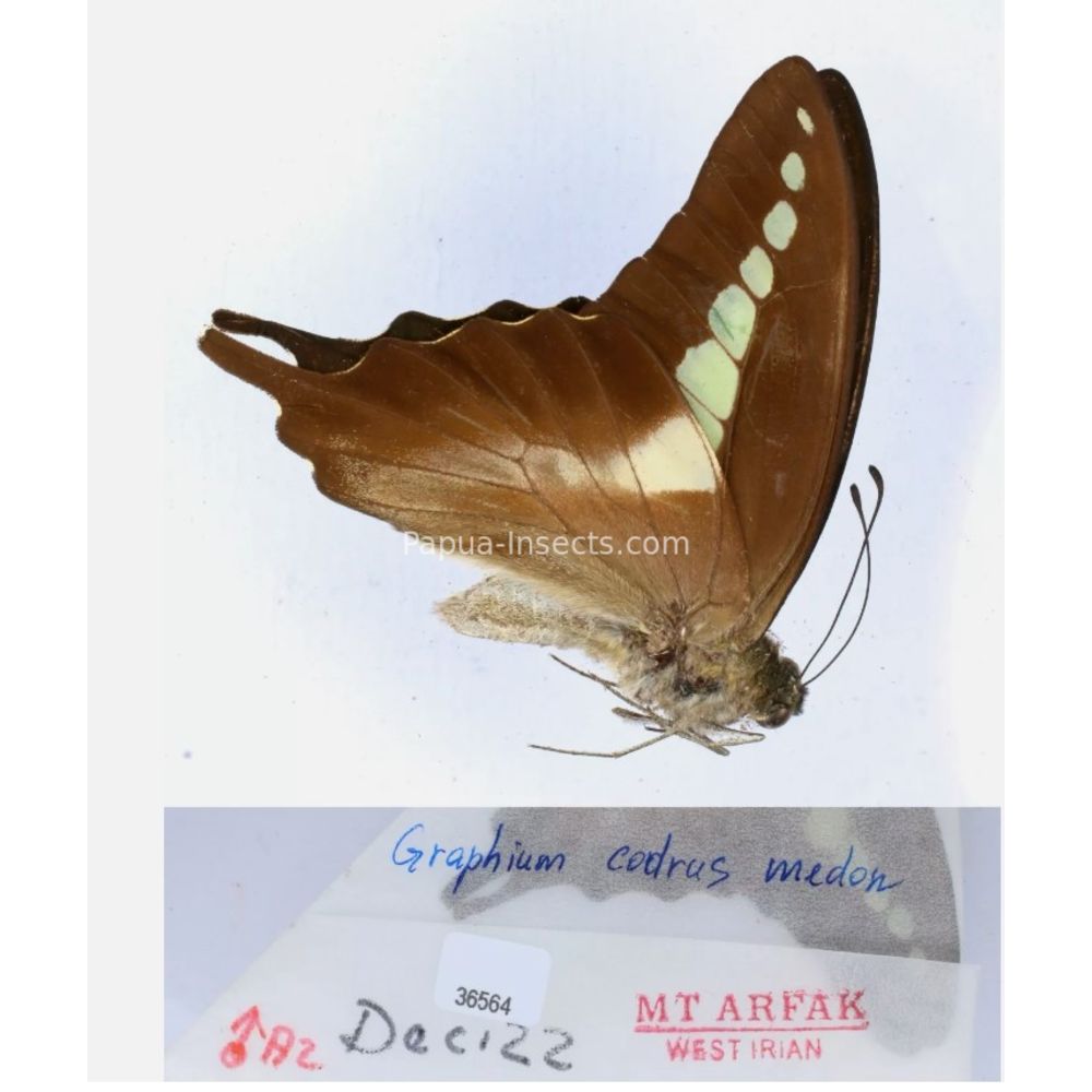 Different sp. of Graphium - Nymphalidae from different islads of Indonesia