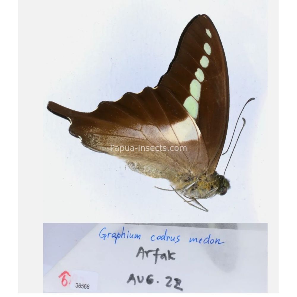 Different sp. of Graphium - Nymphalidae from different islads of Indonesia