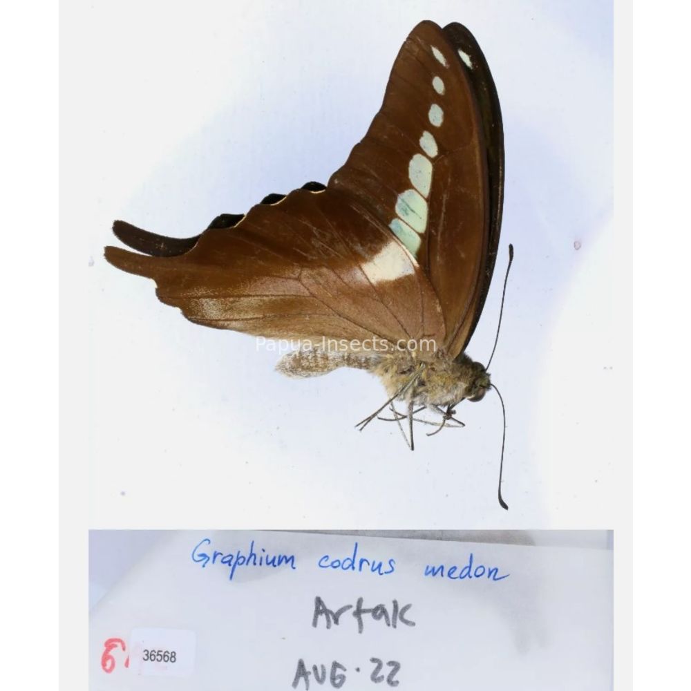 Different sp. of Graphium - Nymphalidae from different islads of Indonesia