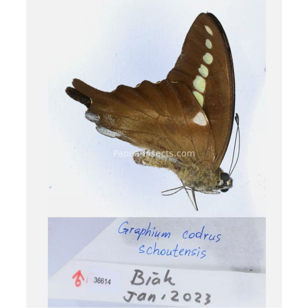 Different sp. of Graphium - Nymphalidae from different islads of Indonesia