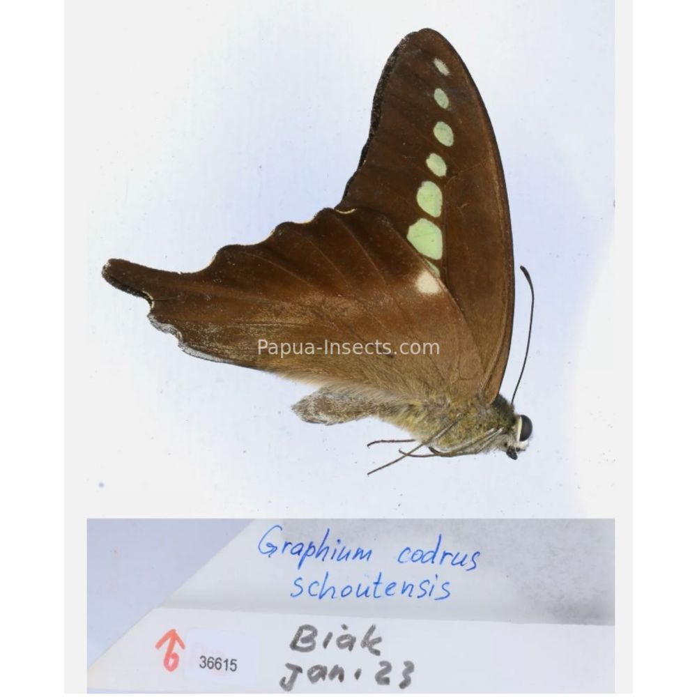 Different sp. of Graphium - Nymphalidae from different islads of Indonesia