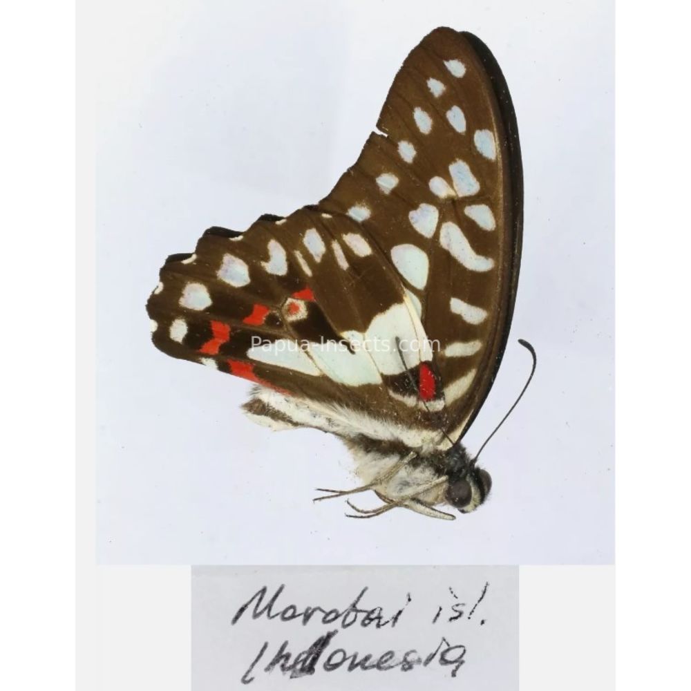 Different sp. of Graphium - Nymphalidae from different islads of Indonesia