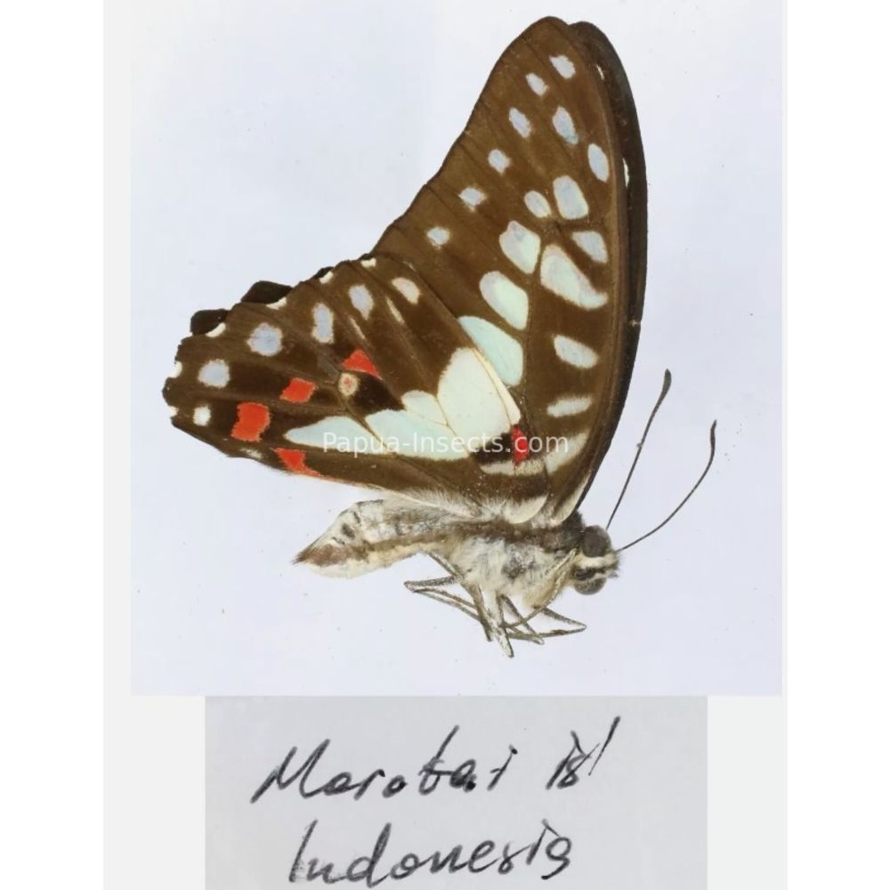 Different sp. of Graphium - Nymphalidae from different islads of Indonesia