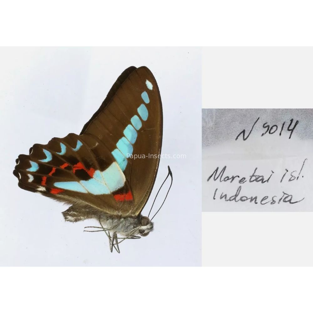 Different sp. of Graphium - Nymphalidae from different islads of Indonesia