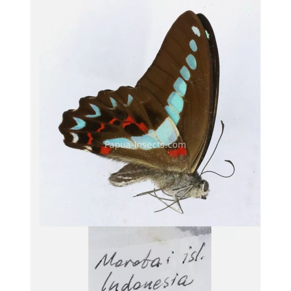 Different sp. of Graphium - Nymphalidae from different islads of Indonesia