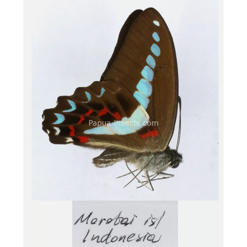 Different sp. of Graphium - Nymphalidae from different islads of Indonesia