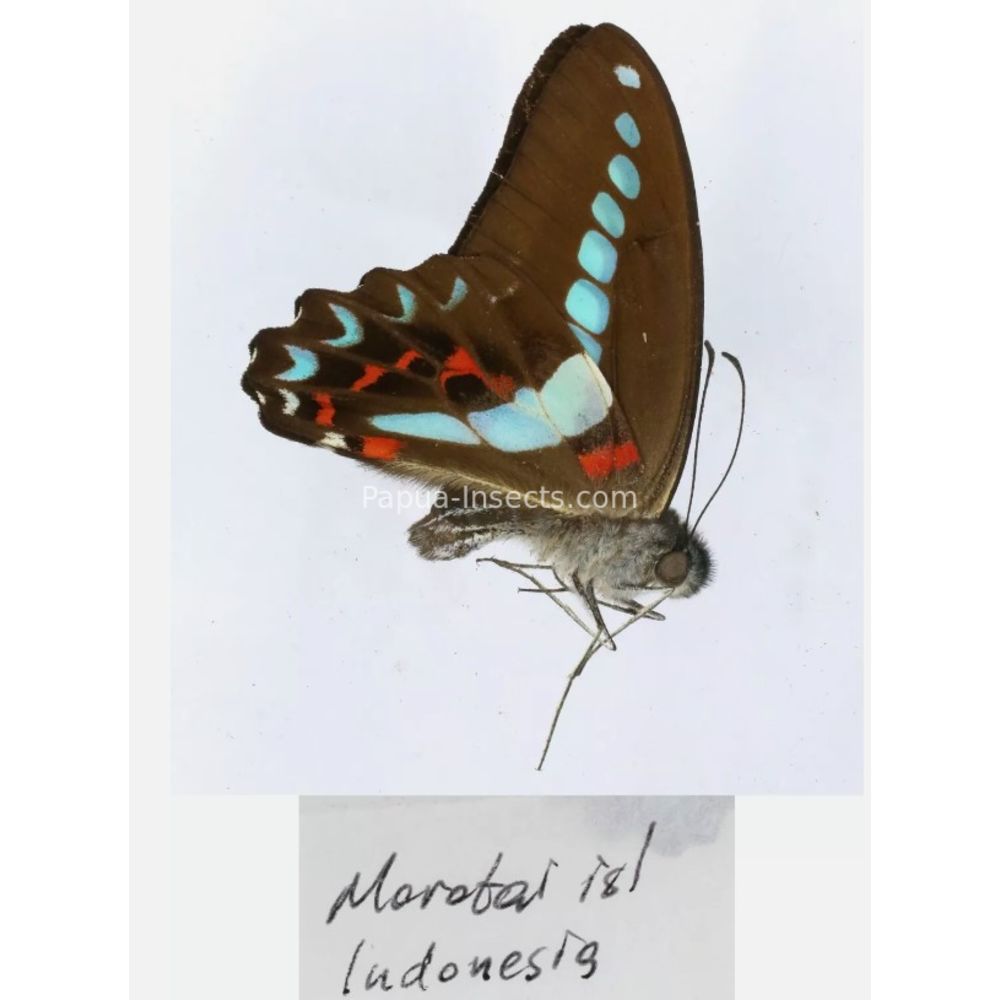 Different sp. of Graphium - Nymphalidae from different islads of Indonesia