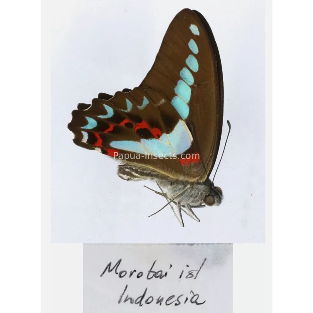 Different sp. of Graphium - Nymphalidae from different islads of Indonesia