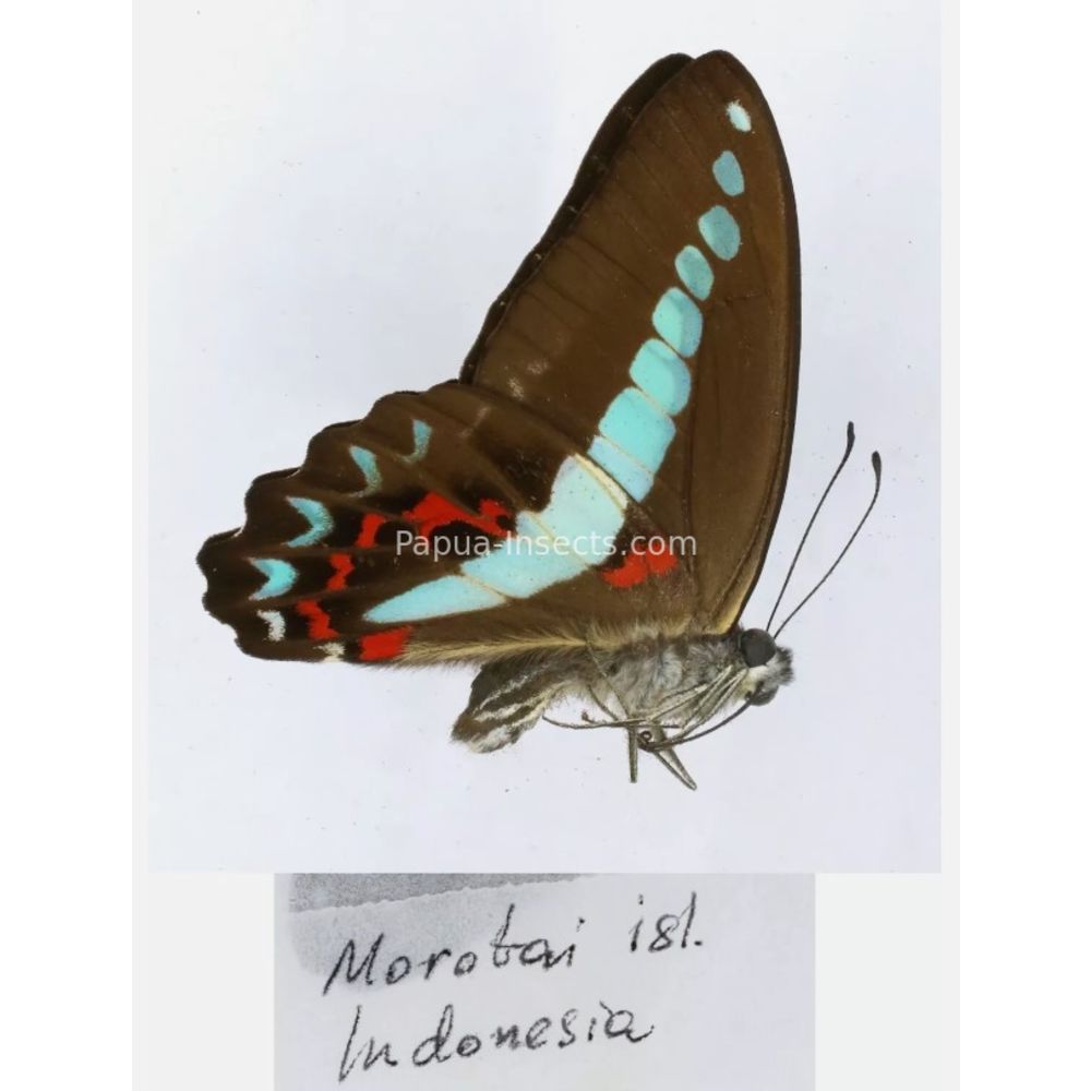 Different sp. of Graphium - Nymphalidae from different islads of Indonesia