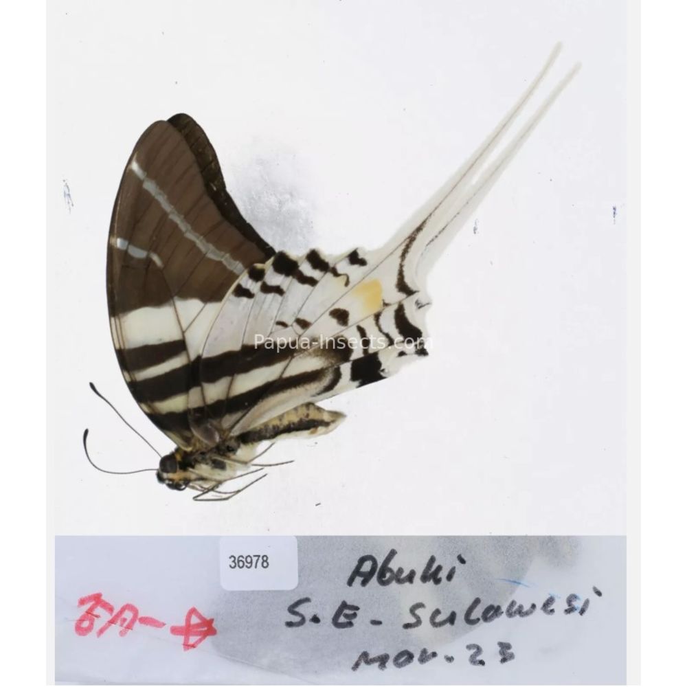 Different sp. of Graphium - Nymphalidae from different islads of Indonesia