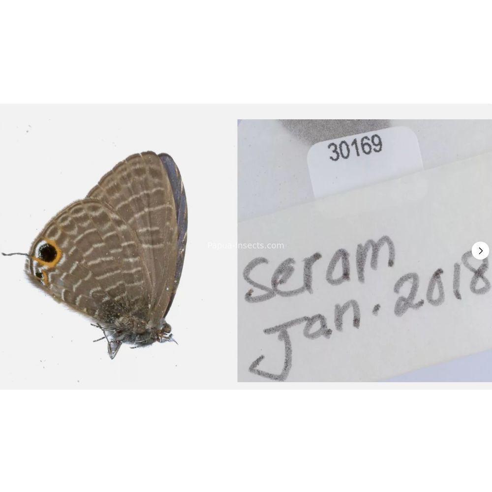 Different sp. of Lycaenidae from different islads of Indonesia