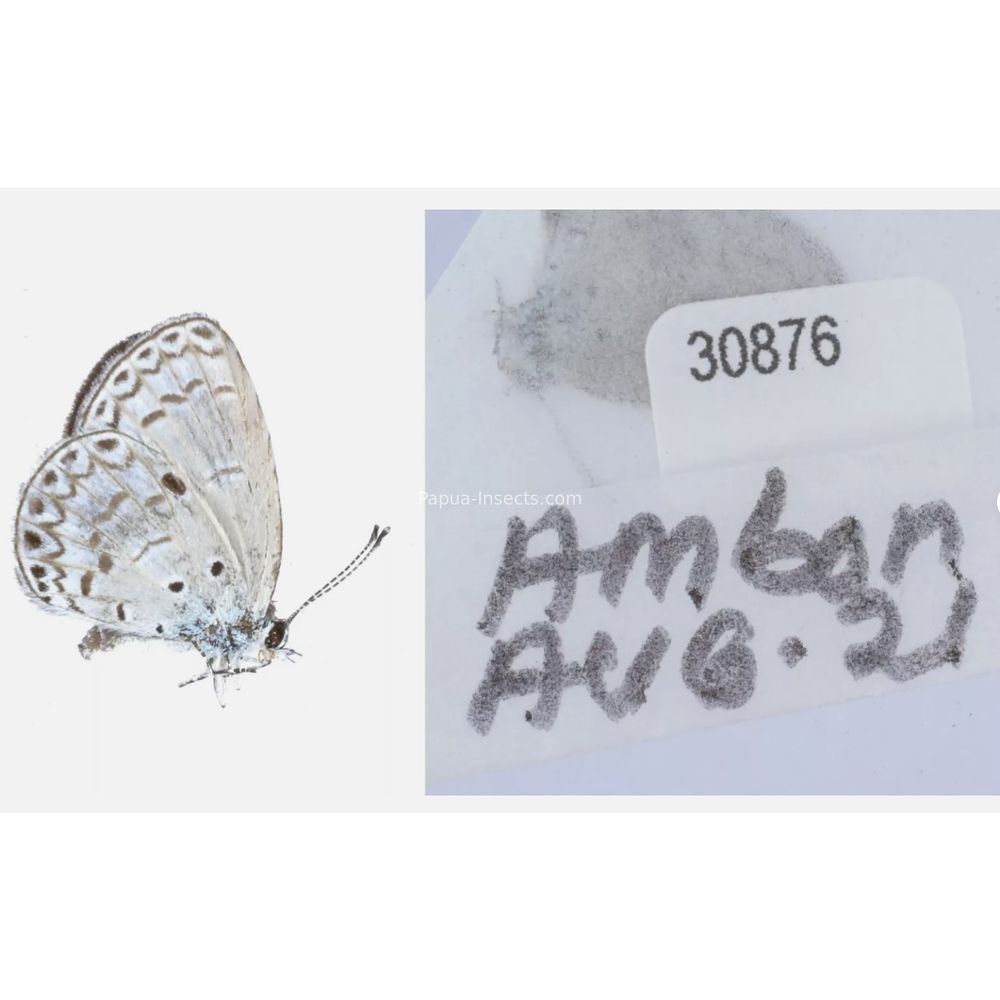 Different sp. of Lycaenidae from different islads of Indonesia