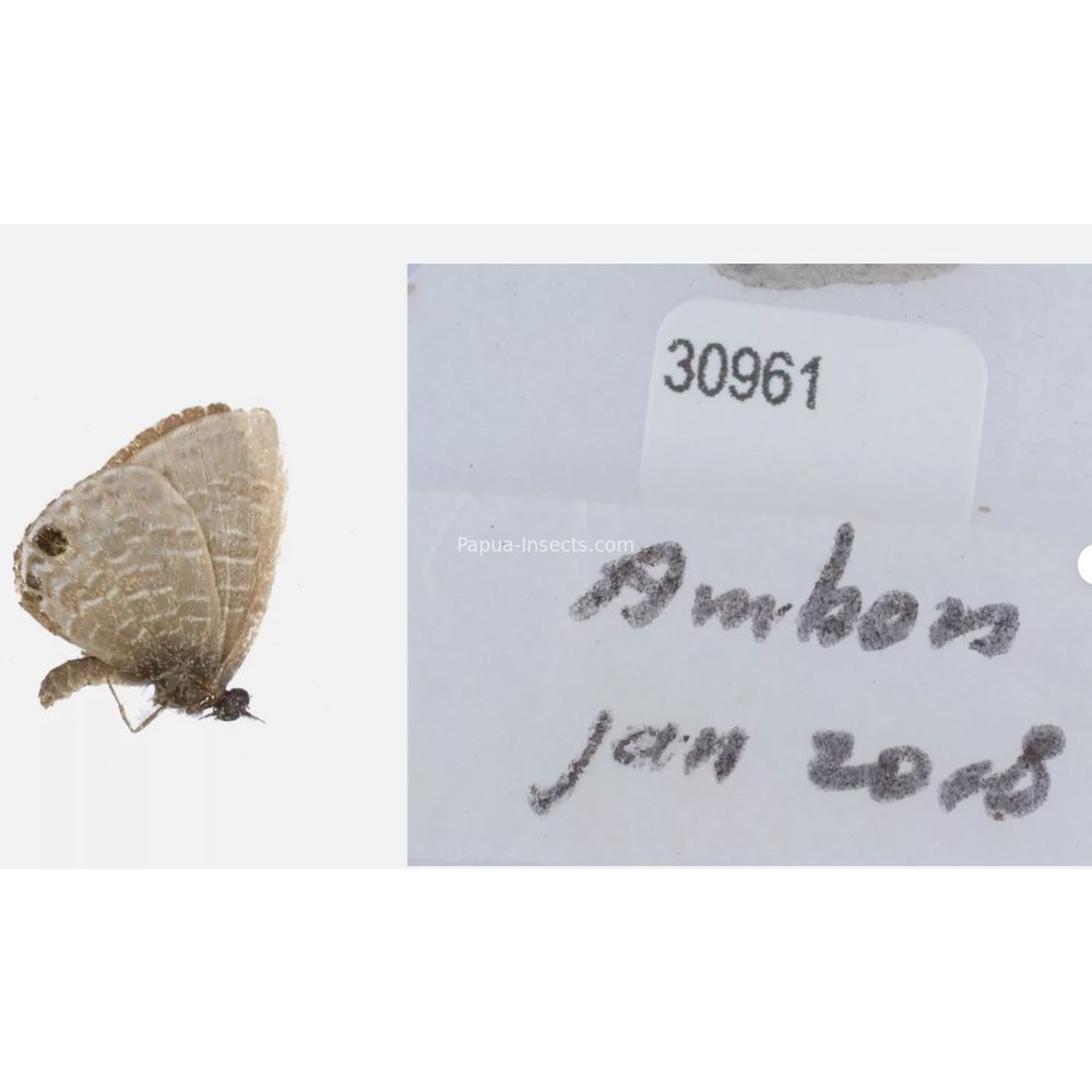 Different sp. of Lycaenidae from different islads of Indonesia