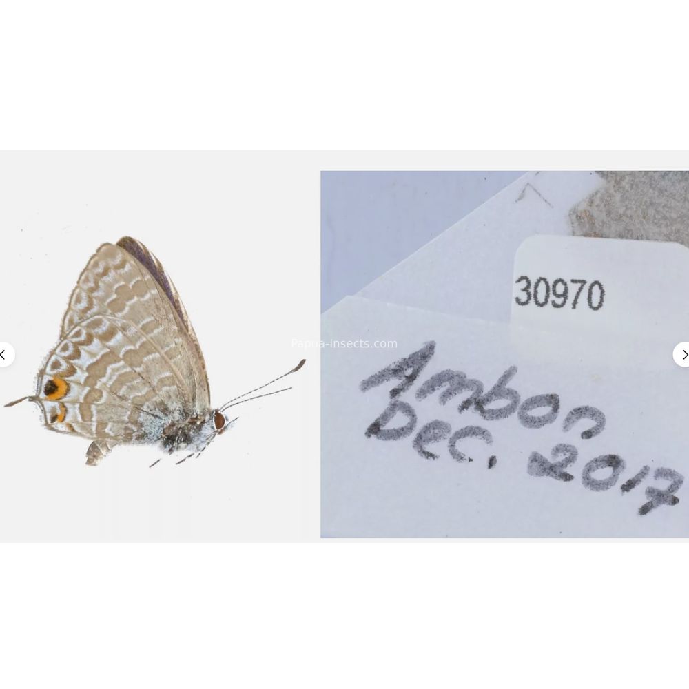 Different sp. of Lycaenidae from different islads of Indonesia