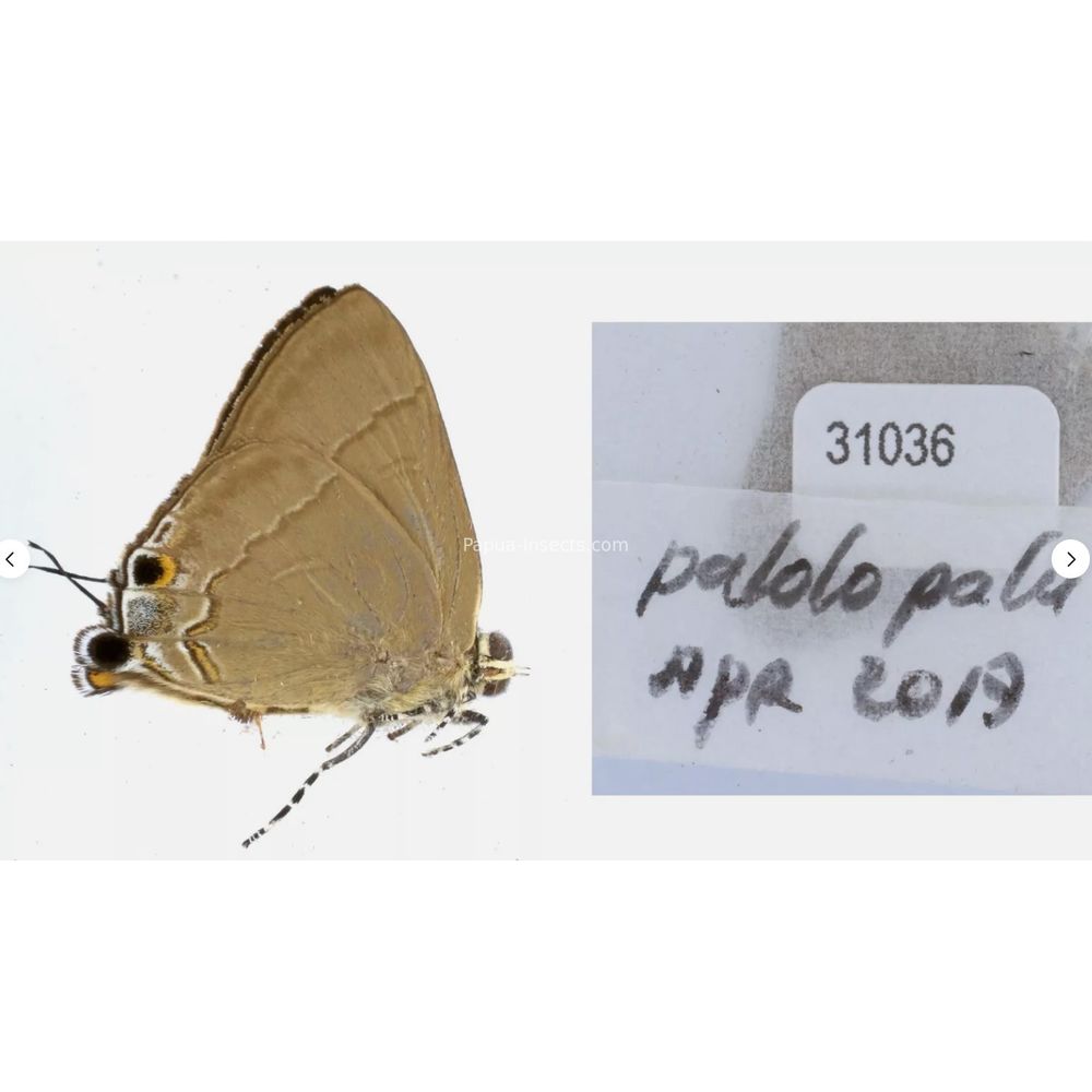 Different sp. of Lycaenidae from different islads of Indonesia