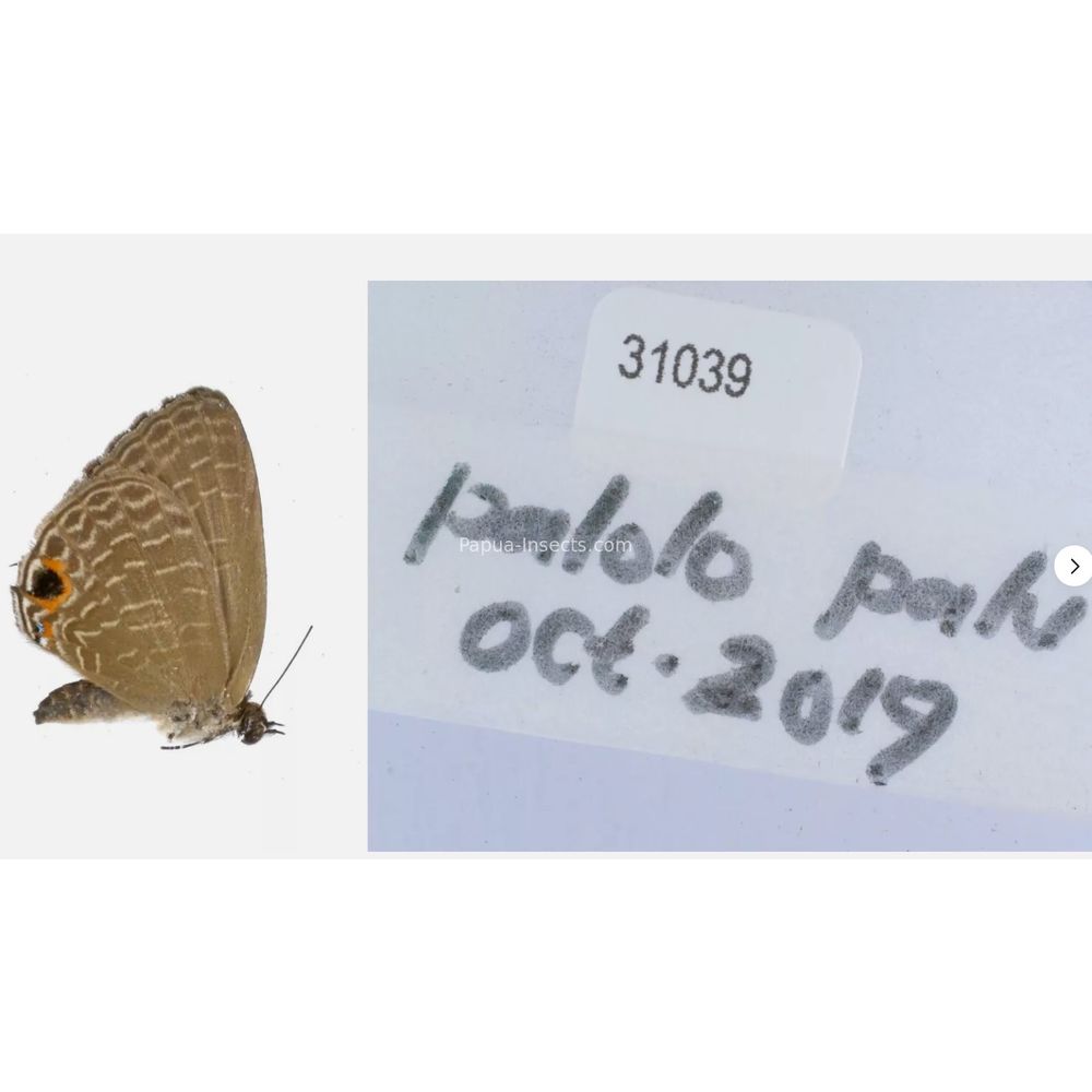 Different sp. of Lycaenidae from different islads of Indonesia