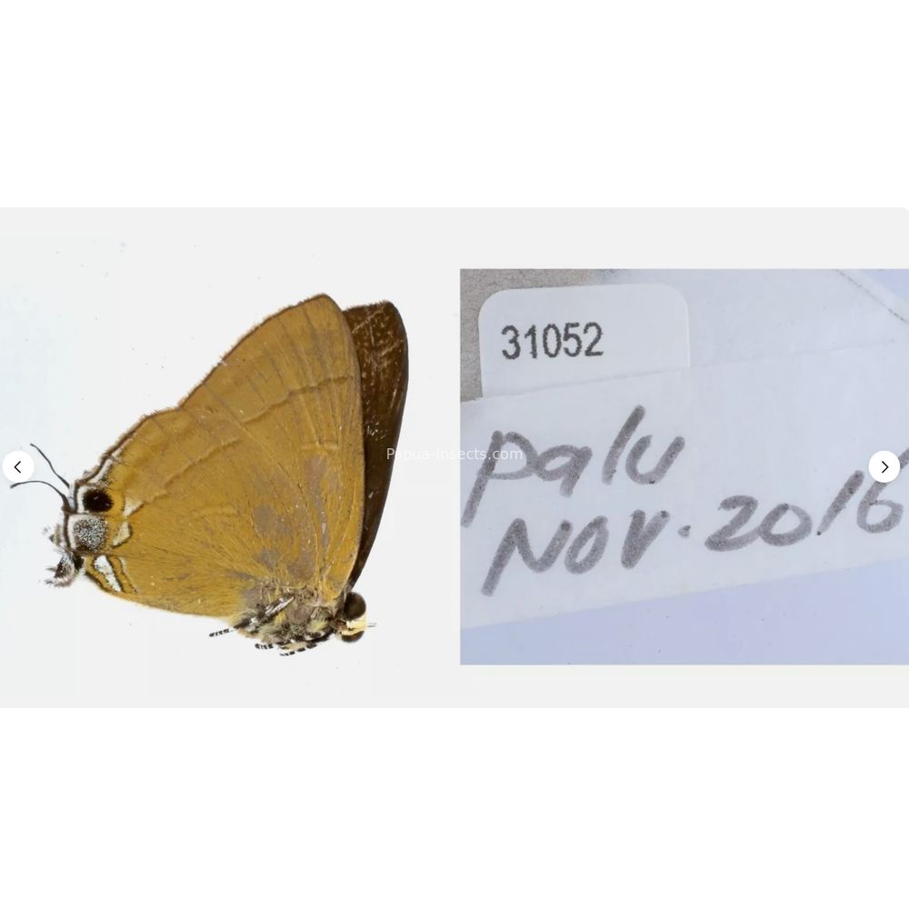 Different sp. of Lycaenidae from different islads of Indonesia