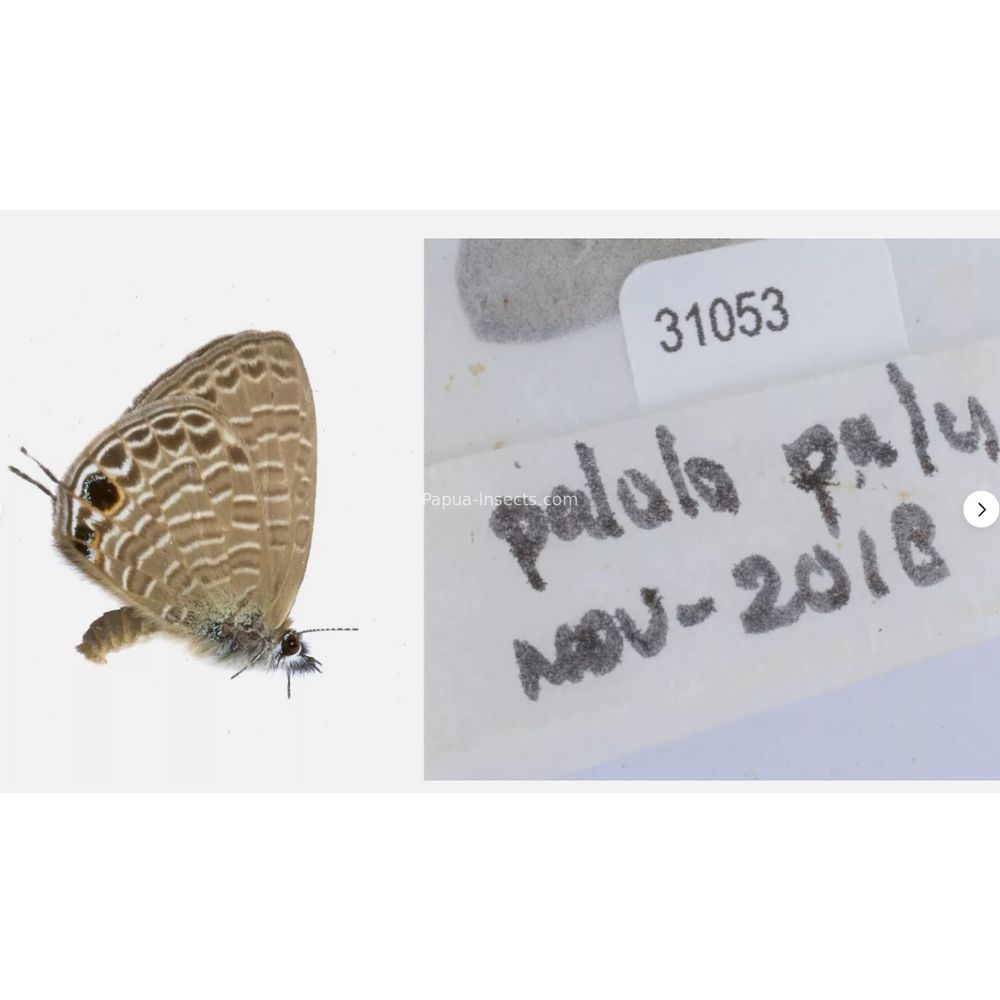 Different sp. of Lycaenidae from different islads of Indonesia