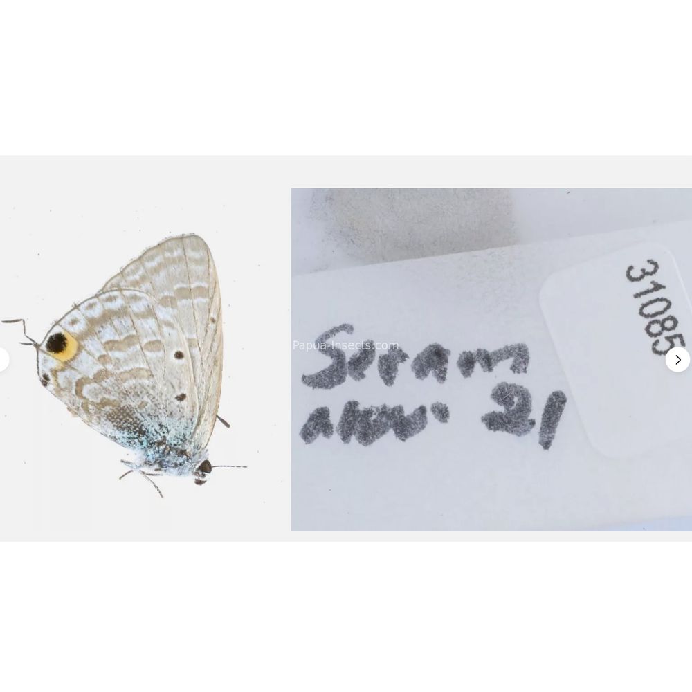 Different sp. of Lycaenidae from different islads of Indonesia