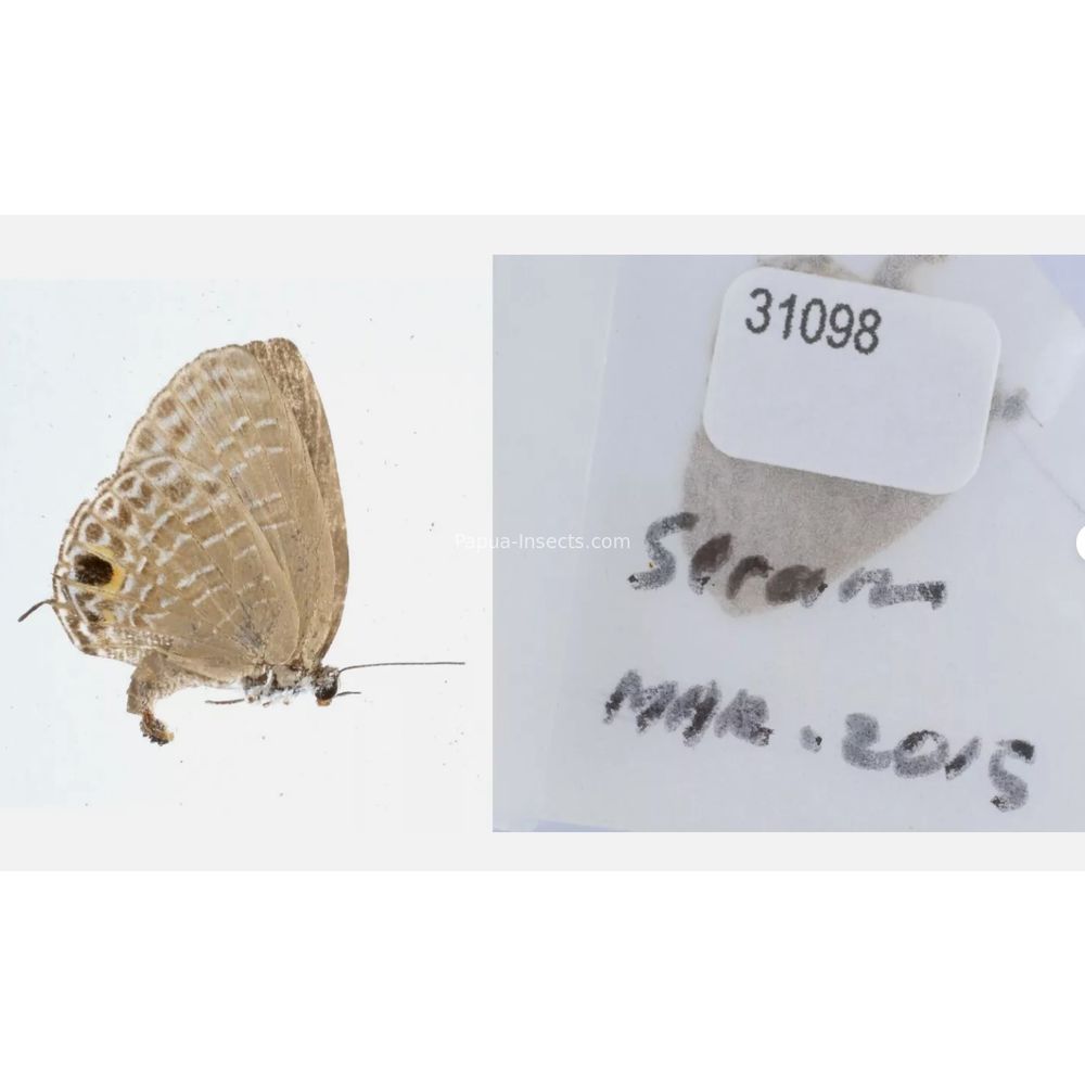 Different sp. of Lycaenidae from different islads of Indonesia