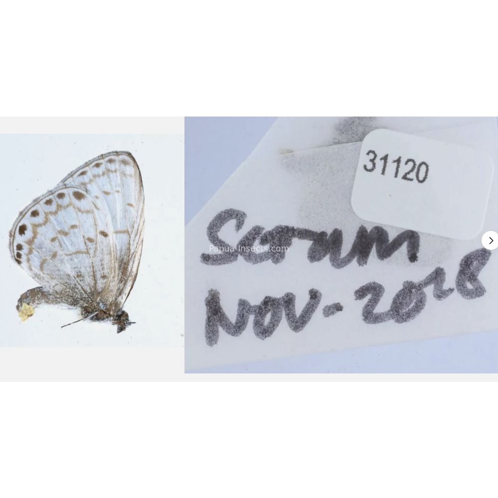 Different sp. of Lycaenidae from different islads of Indonesia