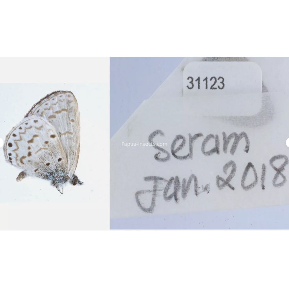 Different sp. of Lycaenidae from different islads of Indonesia