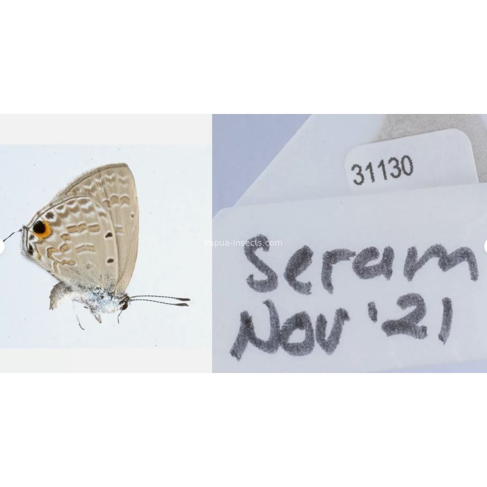 Different sp. of Lycaenidae from different islads of Indonesia