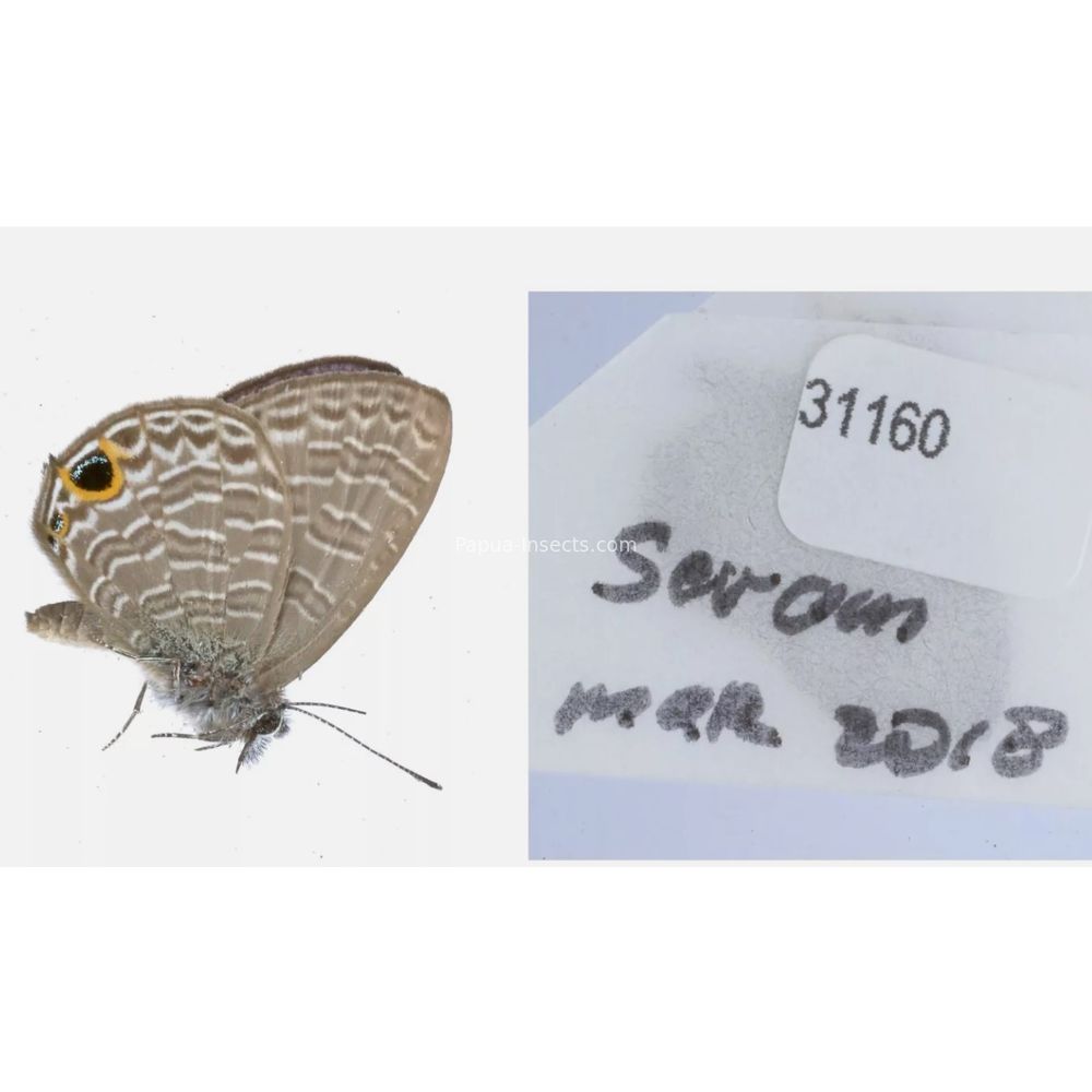 Different sp. of Lycaenidae from different islads of Indonesia