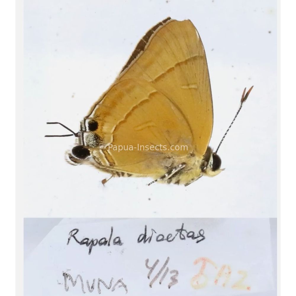 Different sp. of Lycaenidae from different islads of Indonesia