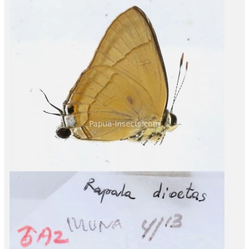 Different sp. of Lycaenidae from different islads of Indonesia