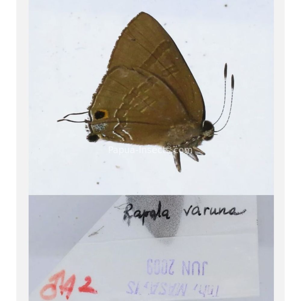 Different sp. of Lycaenidae from different islads of Indonesia