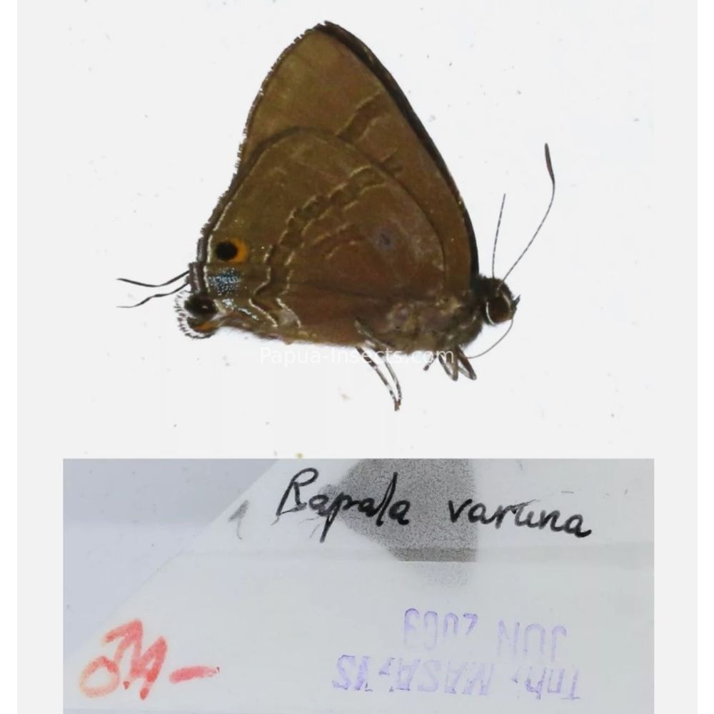 Different sp. of Lycaenidae from different islads of Indonesia