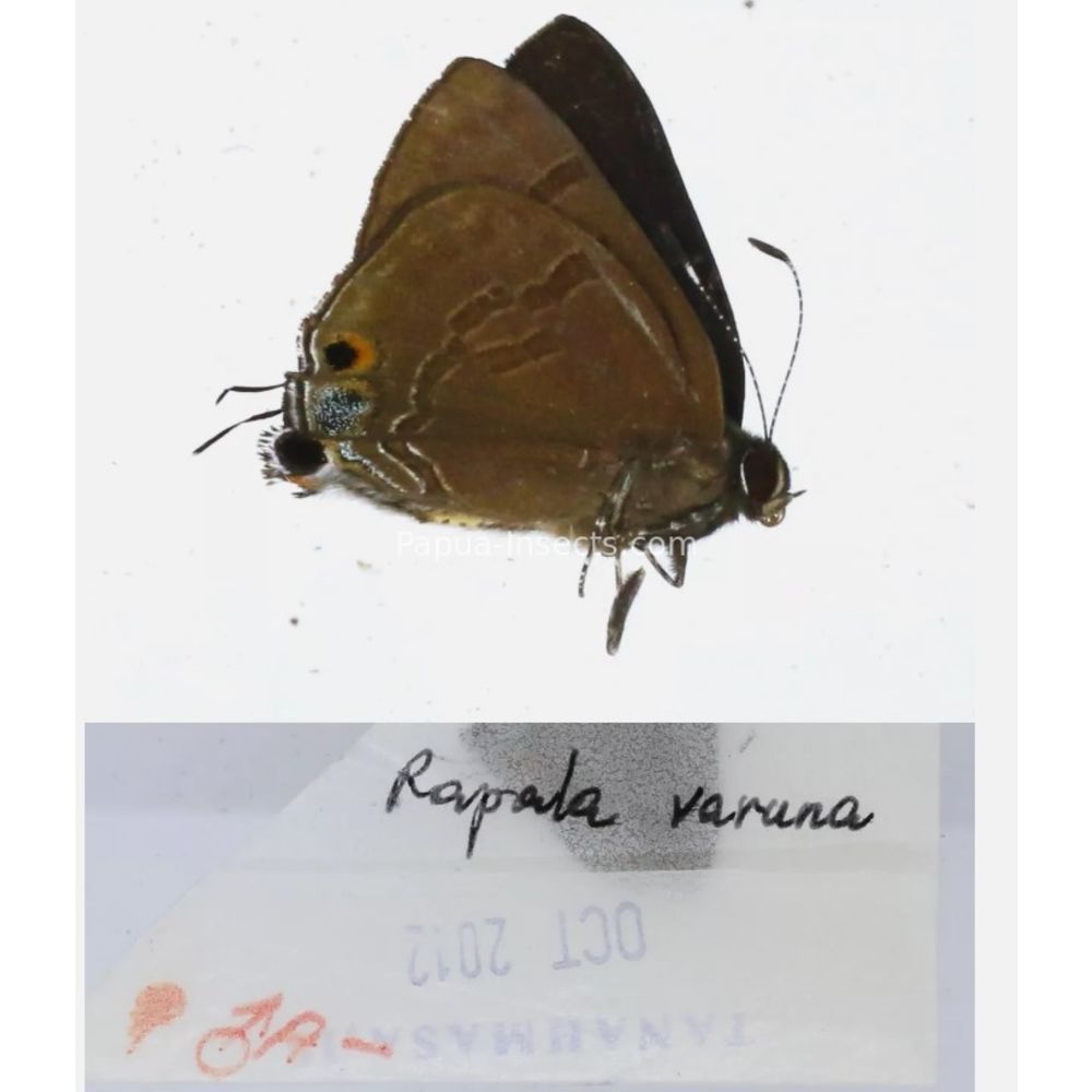 Different sp. of Lycaenidae from different islads of Indonesia