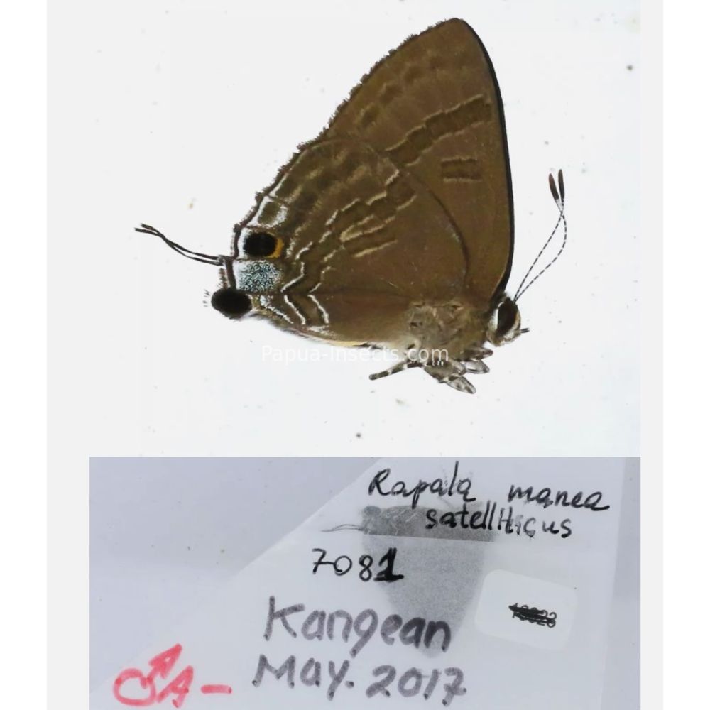 Different sp. of Lycaenidae from different islads of Indonesia