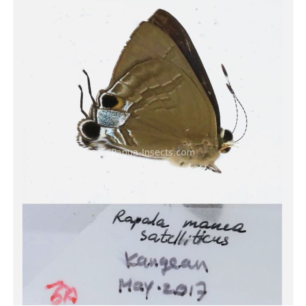 Different sp. of Lycaenidae from different islads of Indonesia