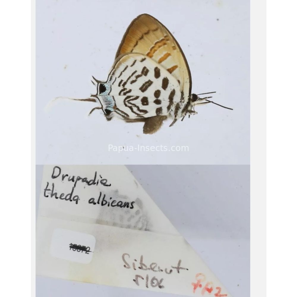 Different sp. of Lycaenidae from different islads of Indonesia