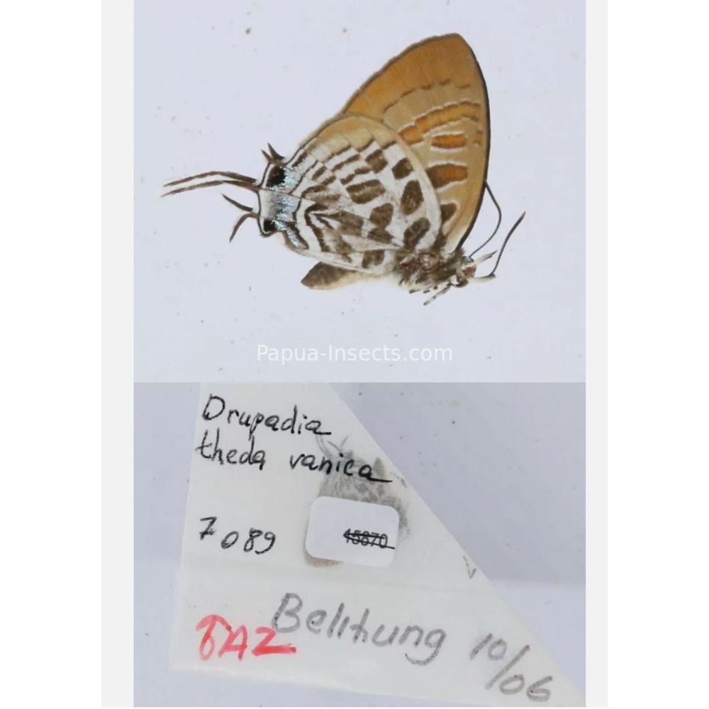 Different sp. of Lycaenidae from different islads of Indonesia