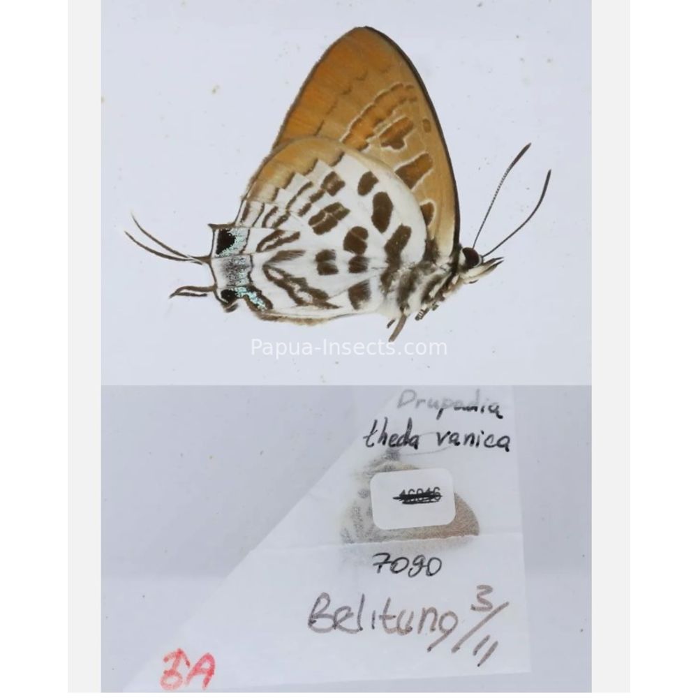 Different sp. of Lycaenidae from different islads of Indonesia