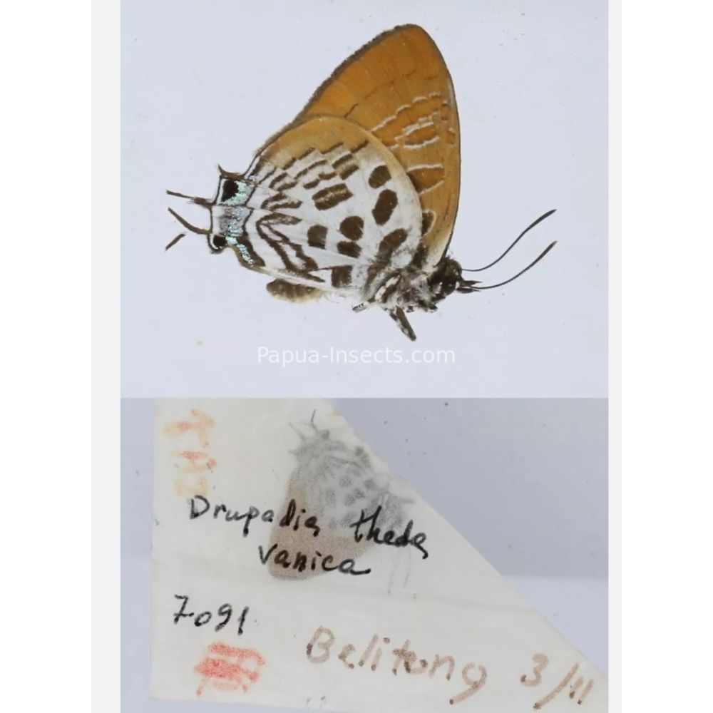 Different sp. of Lycaenidae from different islads of Indonesia